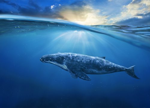 What “Whale” Of A Story?